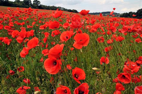 what is a poppy